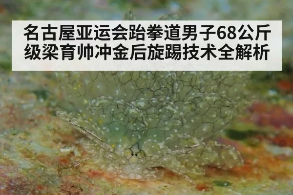 名古屋亚运会跆拳道男子68公斤级梁育帅冲金后旋踢技术全解析